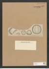 Campylodiscus thuretii Breb. (de-Toni-Nr.: Genus 57, Species 2482) Zeichnungen Sammlung Grunow Nr. 4985 (NHMW-BOT-W0373224)